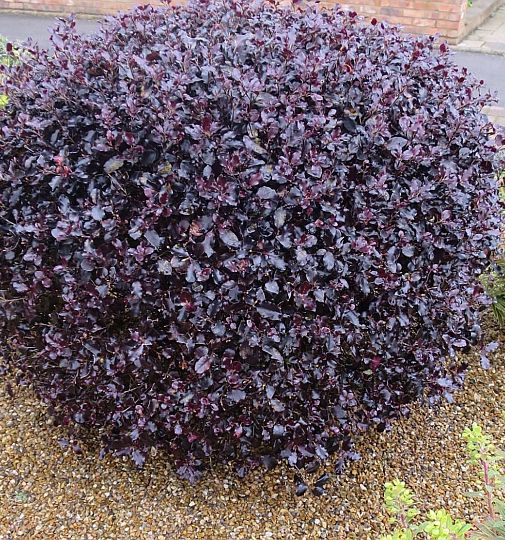Pittosporum tenuifolium purpureum